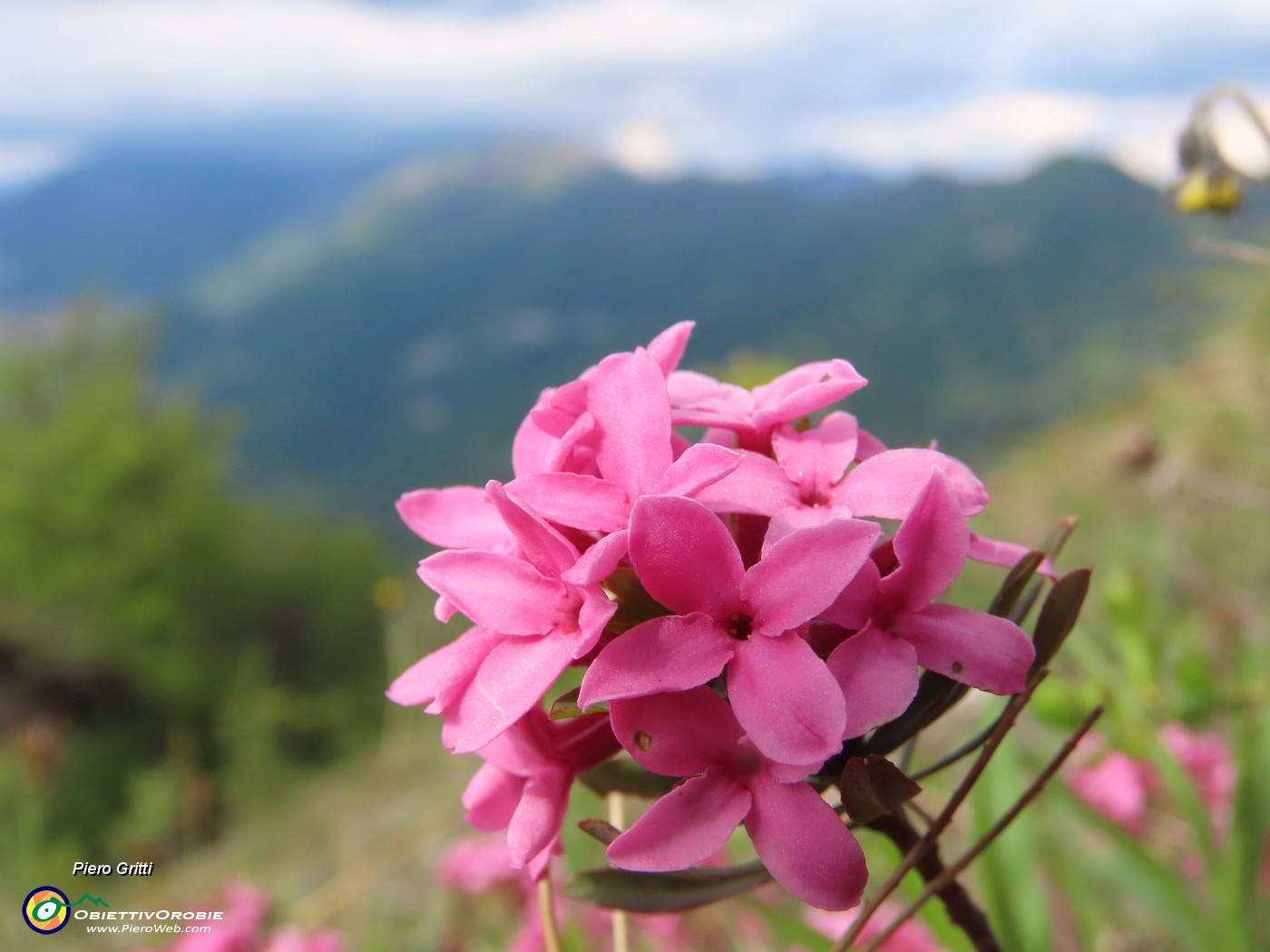 07 Daphne cneorum (Cneoro) coloratissima e profumatissima.JPG